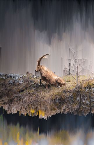 Alpine Lines Creative Graphic Design