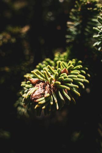 LesSensdesAlpes-Recolte-24